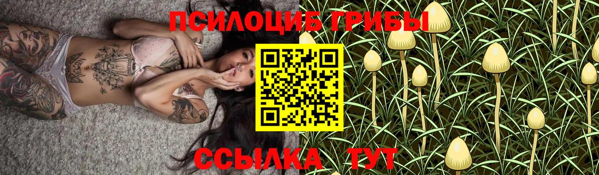 Псилоцибиновые грибы Psilocybe Видное